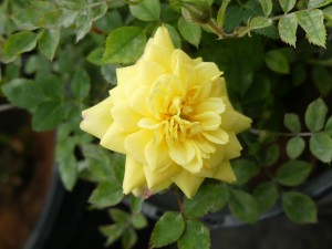 GOLD COIN (miniature)